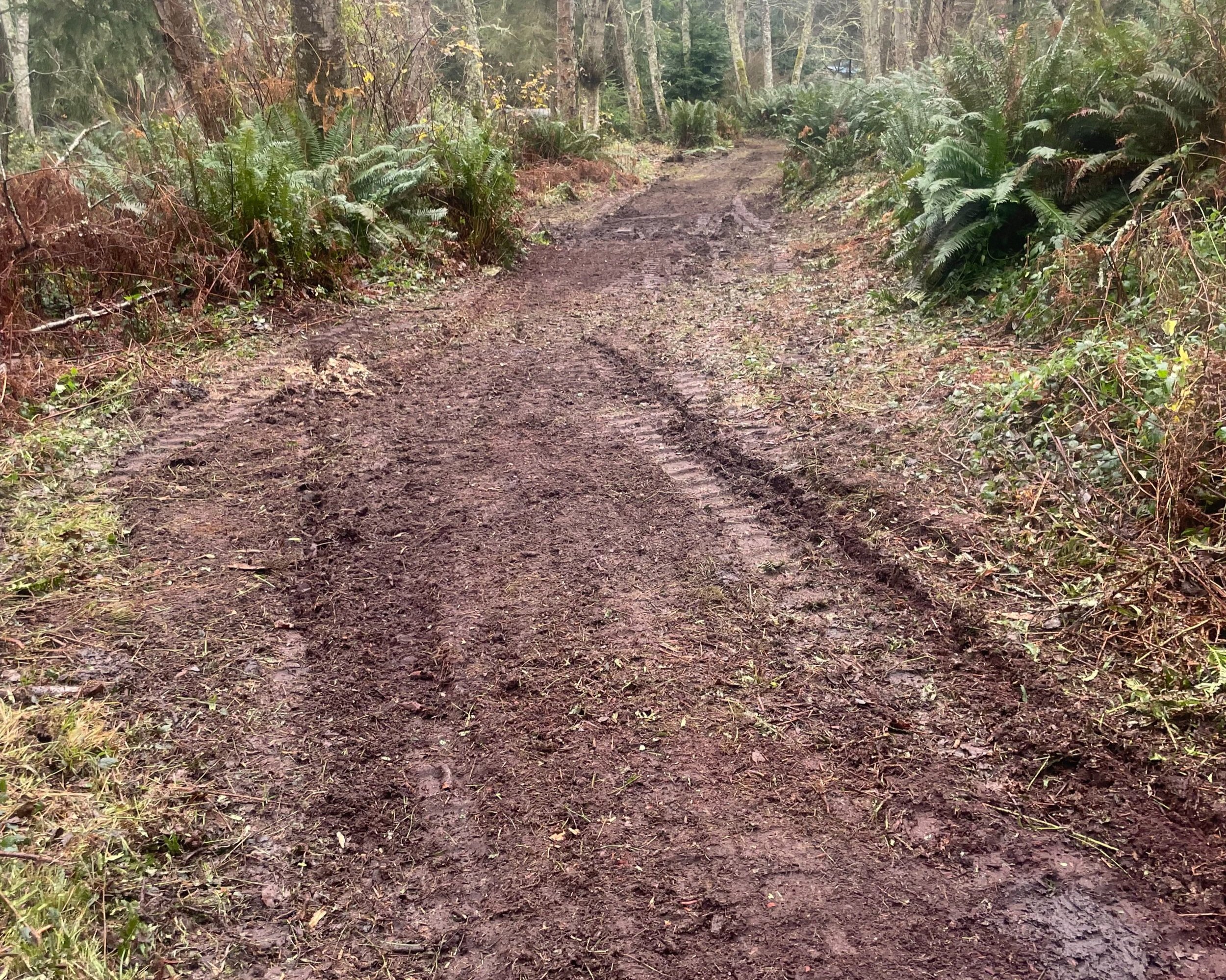 The forest floor ecosystem