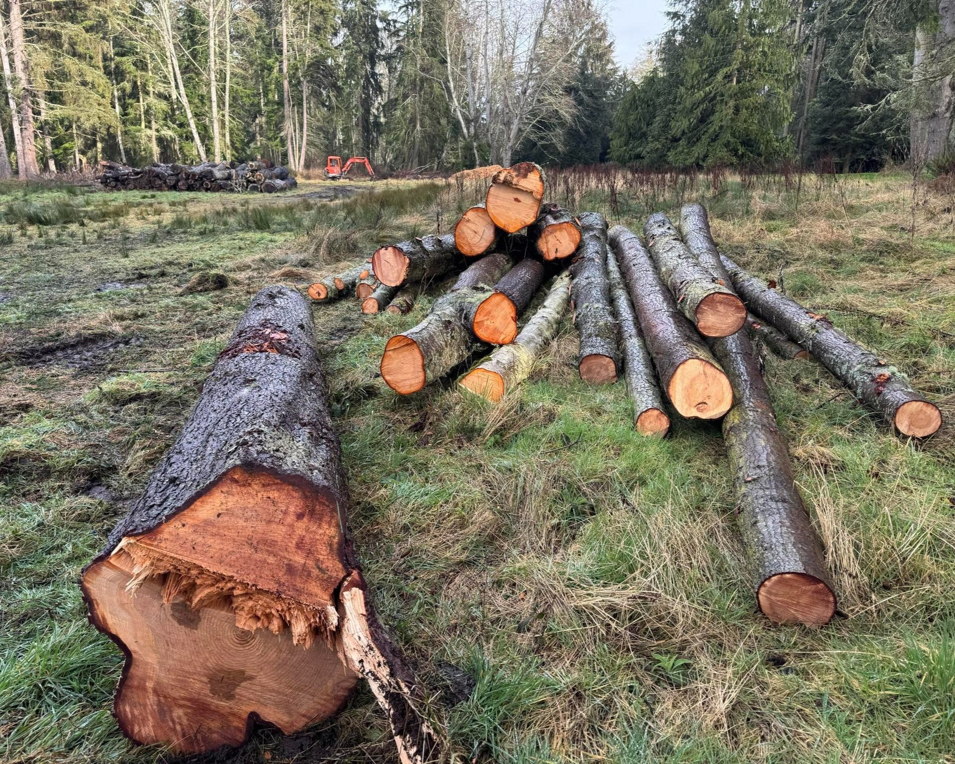 Logs ready for milling